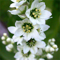 Veratrum californicum